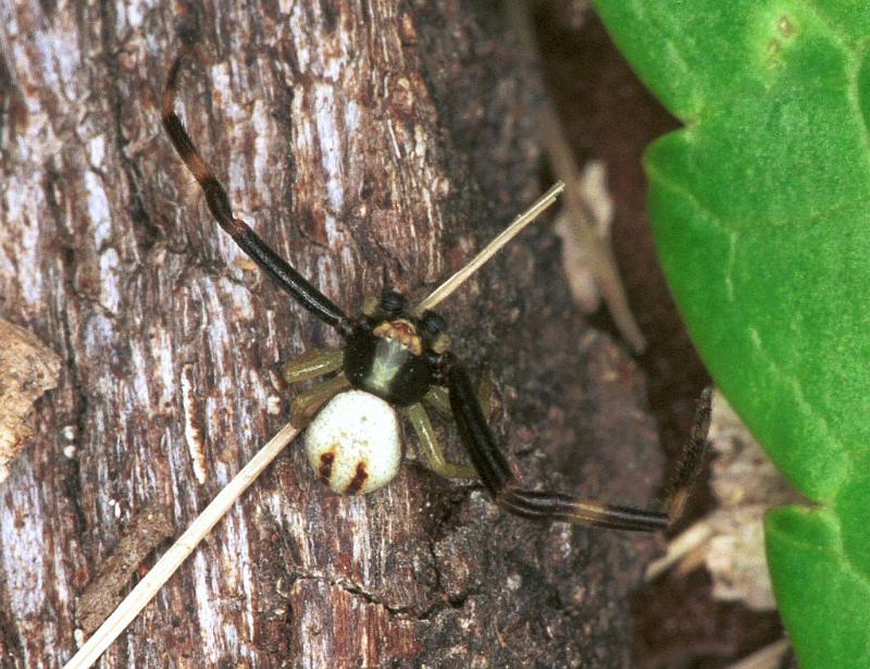 Misumena_vatia_F2194_Z_88_Les Gris_Frankrijk.jpg